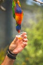 Feeding Colourful Parrot Rainbow Lorikeets Royalty Free Stock Photo