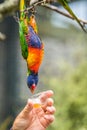 Feeding Colourful Parrot Rainbow Lorikeets Royalty Free Stock Photo