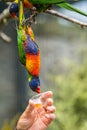 Feeding Colourful Parrot Rainbow Lorikeets