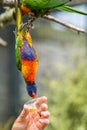 Feeding Colourful Parrot Rainbow Lorikeets Royalty Free Stock Photo