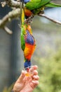 Feeding Colourful Parrot Rainbow Lorikeets Royalty Free Stock Photo