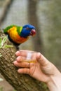 Feeding Colourful Parrot Rainbow Lorikeets Royalty Free Stock Photo