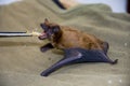 Feeding a common noctule (Nyctalus noctula) Royalty Free Stock Photo