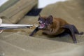 Feeding a common noctule (Nyctalus noctula) Royalty Free Stock Photo