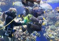 Feeding the Coral reef fishes Royalty Free Stock Photo