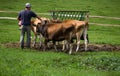Feeding Cows