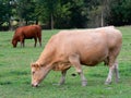 Feeding cows Royalty Free Stock Photo