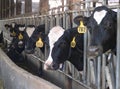 Feeding Cows Royalty Free Stock Photo