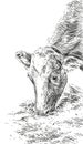 feeding cows with hay hand drawing sketch engraving illustration style
