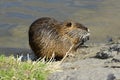 Feeding Coypu (Nutrie) on the Bank of Vltava River, Prague, Czech Republic, Europe Royalty Free Stock Photo