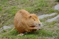 Feeding Coypu (Nutrie) on the Bank of Vltava River, Prague, Czech Republic, Europe Royalty Free Stock Photo