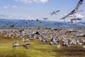 Feeding Cranes