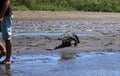 Feeding the crocodile on a river tour on the Tarcoles River