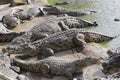 Feeding crocodiles on a crocodile farm. Crocodiles in the pond Royalty Free Stock Photo