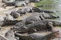 Feeding crocodiles on a crocodile farm. Crocodiles in the pond Royalty Free Stock Photo
