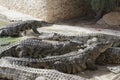 Feeding crocodiles on a crocodile farm. Crocodiles in the pond Royalty Free Stock Photo