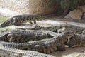 Feeding crocodiles on a crocodile farm. Crocodiles in the pond Royalty Free Stock Photo