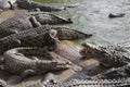 Feeding crocodiles on a crocodile farm. Crocodiles in the pond Royalty Free Stock Photo