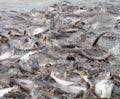 Feeding crowed fish