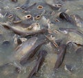 Feeding crowed fish