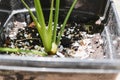 feeding crushed eggs shells onto plants as natural garden organic fertilizer at home Royalty Free Stock Photo