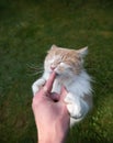 Feeding cute cat licking finger Royalty Free Stock Photo