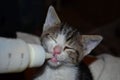 Feeding kitten with nipple from the bottle Royalty Free Stock Photo