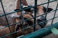 Feeding cute looking goats in a cage. Caged captive animals held prisoners in a zoo or on a farm. Group of young brown domestic Royalty Free Stock Photo