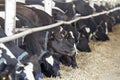 Feeding dairy cows in a farm Royalty Free Stock Photo