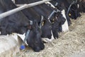 Feeding dairy cows in a farm Royalty Free Stock Photo