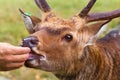 Feeding deer. The buck of a deer eats from the hands of a person Royalty Free Stock Photo