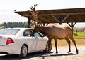 Feeding deer through the car window at the wildlife zoo