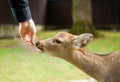 Feeding a deer in Nara Royalty Free Stock Photo