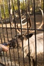 Feeding deer at the zoo Royalty Free Stock Photo