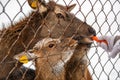 Feeding of deers in Visim Nature Reserve in the low Middle Ural Mountains of Russia.