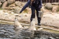 Feeding and demonstration of the efficiency of seals in the seal center in Hel