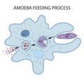 Feeding and Digestion in Amoeba Royalty Free Stock Photo