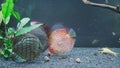 Feeding of discus fish in 240l fishtank