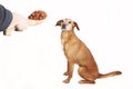 Feeding dog with dry food from big wooden spoon. Royalty Free Stock Photo