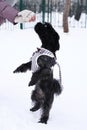 Feeding dog by ownerÃ¢â¬â¢s hand. Black Russian colored lap dog phenotype for a walk at wintertime Royalty Free Stock Photo