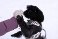 Feeding dog by ownerÃ¢â¬â¢s hand. Black Russian colored lap dog phenotype for a walk at wintertime Royalty Free Stock Photo