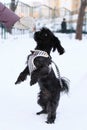 Feeding dog by ownerÃ¢â¬â¢s hand. Black Russian colored lap dog phenotype for a walk at wintertime