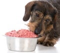 Feeding the dog raw food