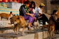 Feeding Dogs Royalty Free Stock Photo