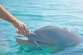 Feeding dolphins in Eilat, Israel. human hand and head dolphin with fish