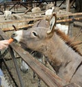 Feeding donkey at the farm (zoo) Royalty Free Stock Photo