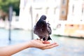 Feeding the dove in Venice, blurred background