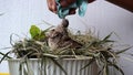 feeding and drinking turtledove pigeon young baby bird Royalty Free Stock Photo