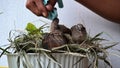 feeding and drinking turtledove pigeon young baby bird Royalty Free Stock Photo