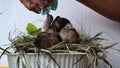 feeding and drinking turtledove pigeon young baby bird Royalty Free Stock Photo